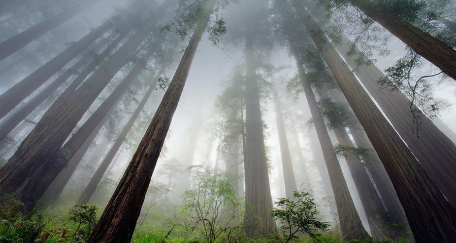 Séquoias dans le parc national de Redwood, Californie, États-Unis