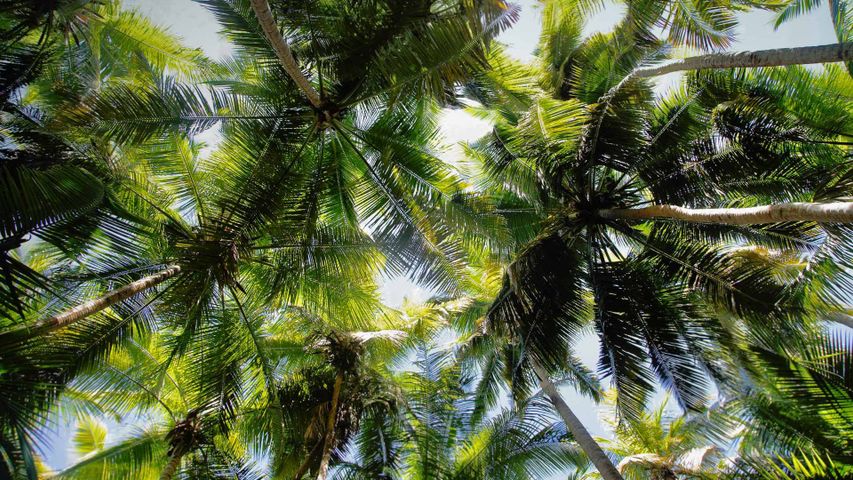 Palmen am Strand von Maho Bay, Virgin-Islands-Nationalpark, Amerikanische Jungferninseln 