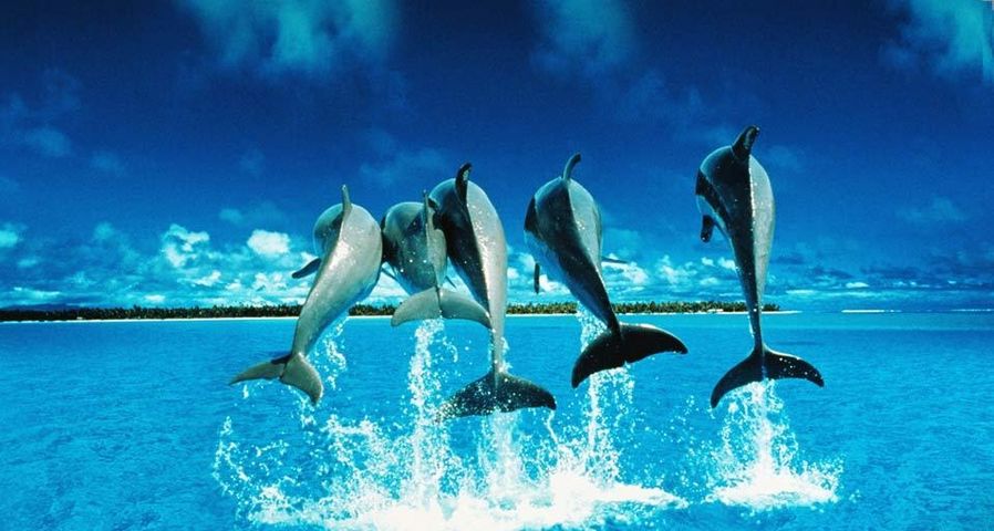 飞跃出水面的海豚