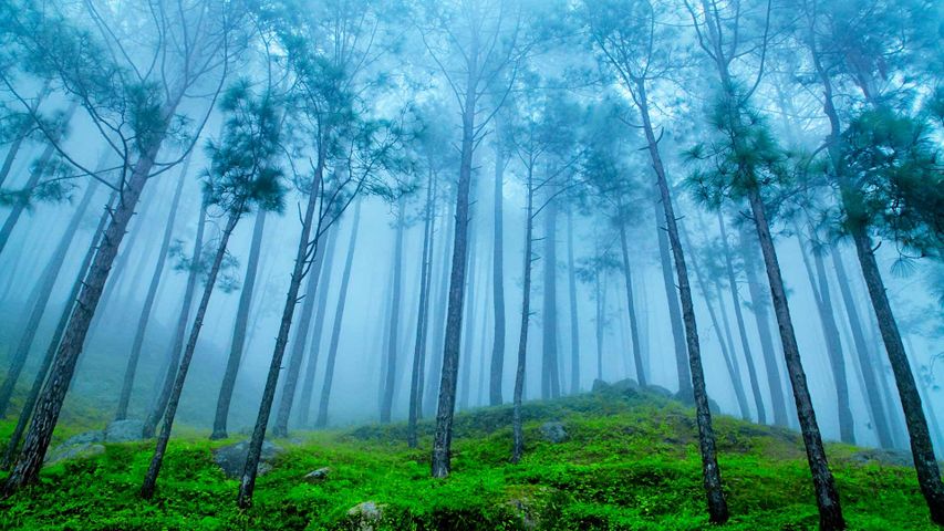 Foggy pine forest at Himalaya range,Almora, Ranikhet