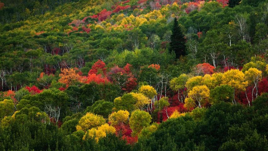 Arbres aux couleurs de l’automne à Pinecone Ridge près de Park City, Utah, États-Unis