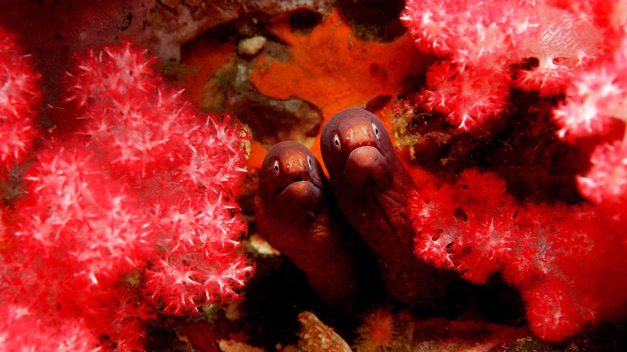 Murènes à œil blanc dans la mer d’Andaman 