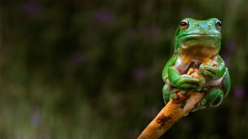 [今日雨水]澳大利亚，阿德莱德，一只青蛙紧抱着枝梢 