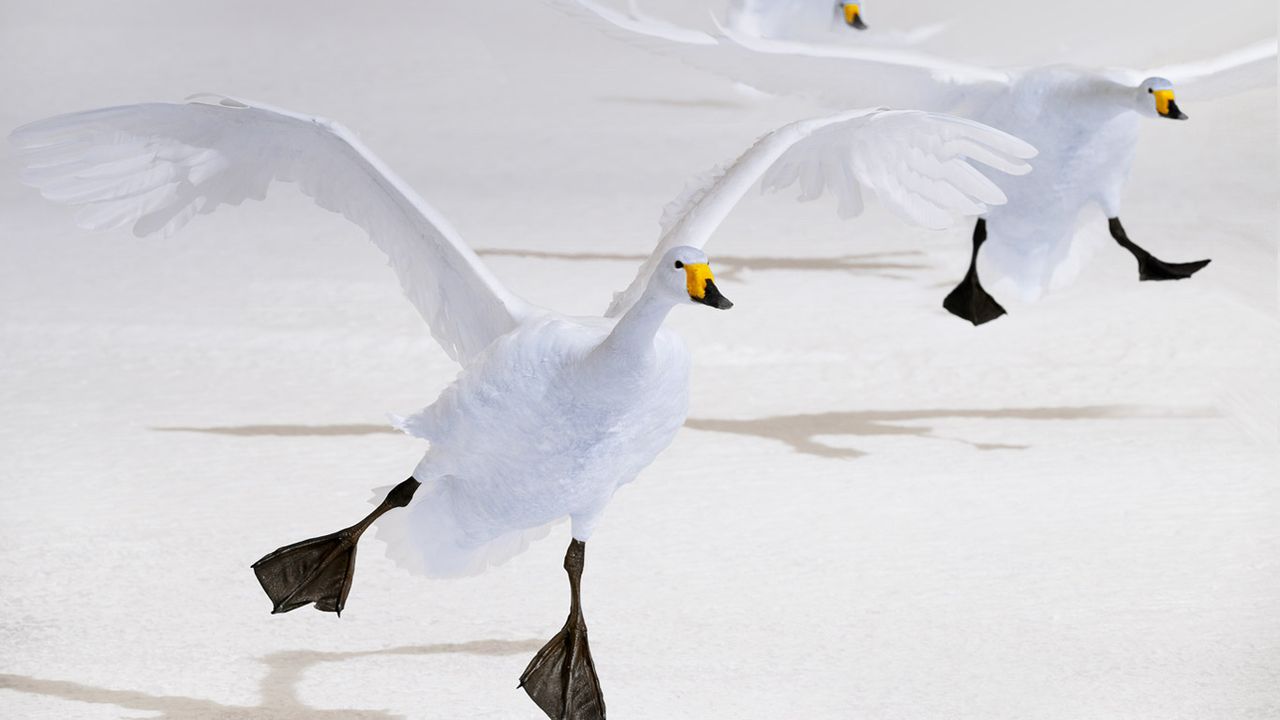 Whooper swans on Lake Kussharo, Hokkaido, Japan 