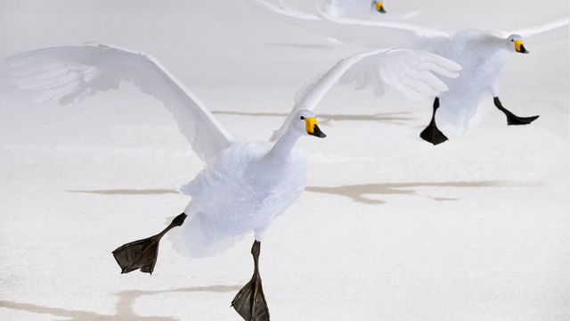屈斜路湖的大天鹅,日本北海道