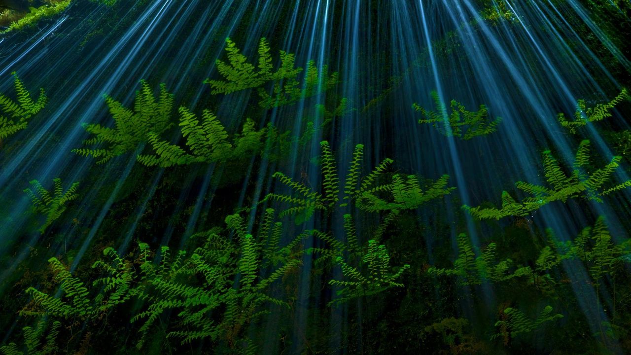 Ferns in the Oregon side of the Columbia River Gorge, USA 