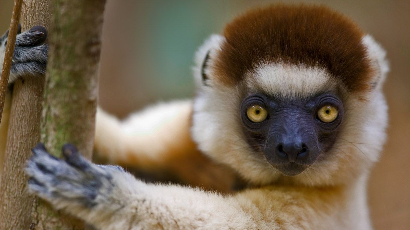 ベローシファカ マダガスカル ベレンティー保護区 Bing Gallery