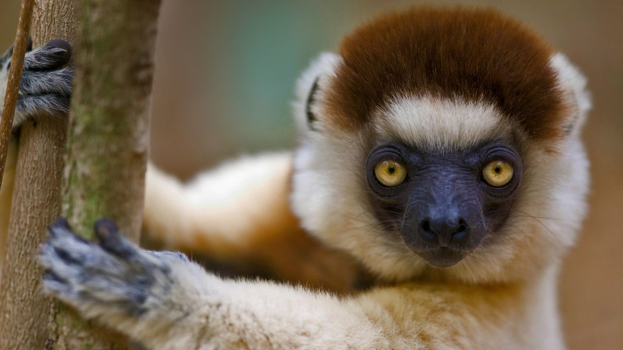 Verreaux's sifaka in Berenty Reserve, Madagascar