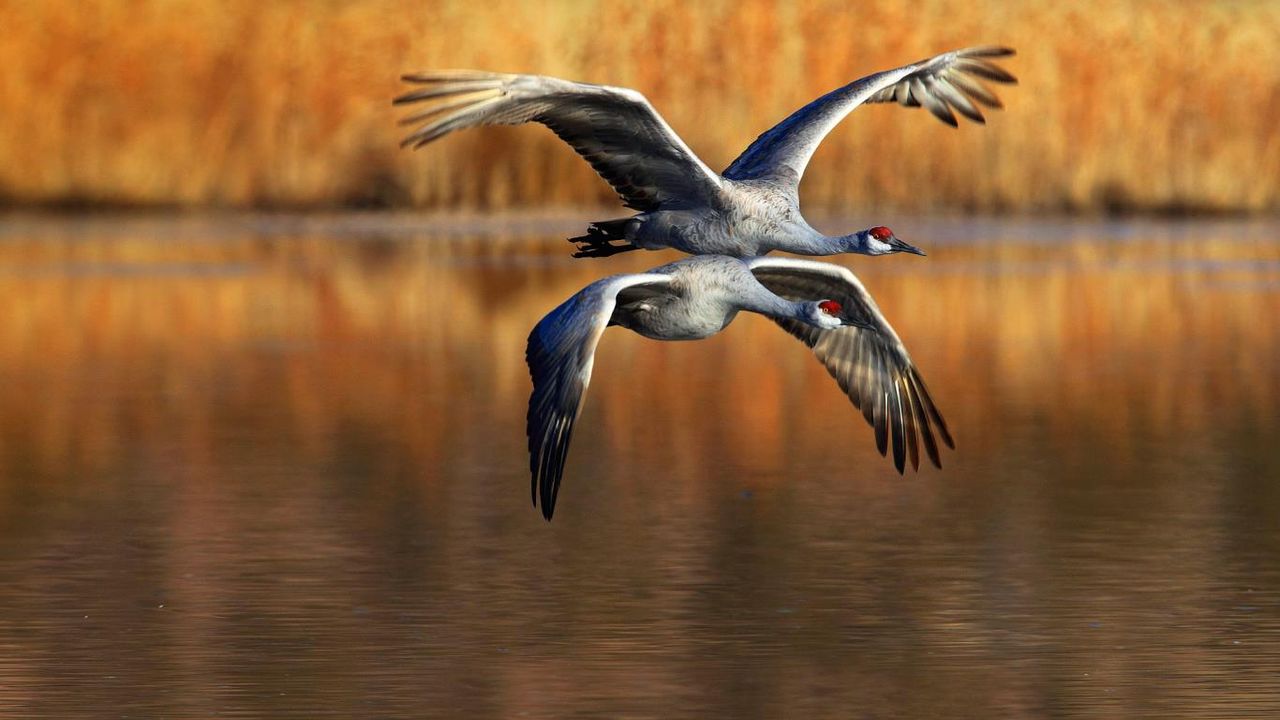 Sandhill cranes flying, Bosque del Apache National Wildlife Refuge, New Mexico, USA