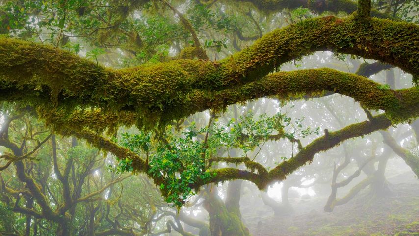 The laurel trees of Madeira Natural Park, Portugal 