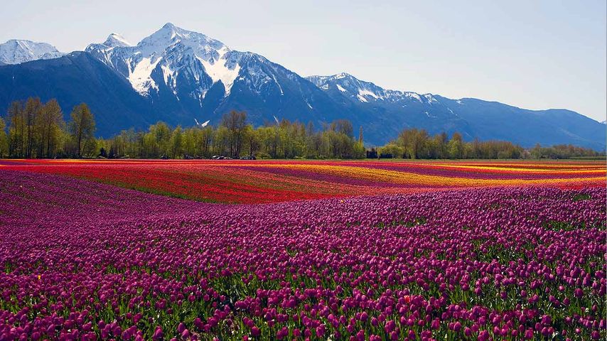 Undulating fields of colorful tulips with snowcapped mountain backdrop