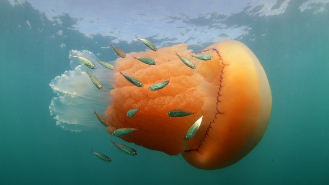 A barrel jellyfish and Atlantic horse mackerel at Kimmeridge Bay, Isle of Purbeck, Dorset 