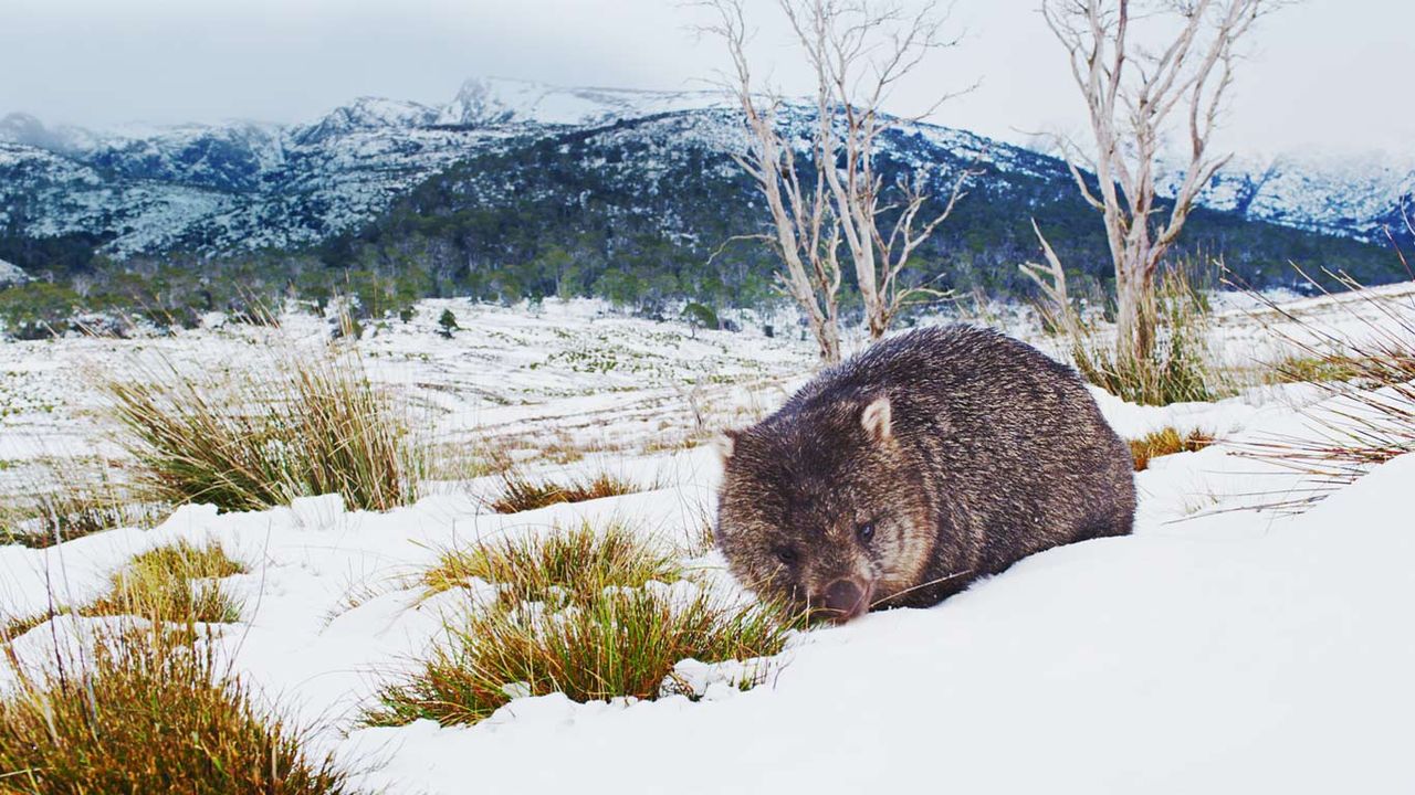 Common wombat foraging in Cradle Mountain-Lake St Clair National Park, Tasmania