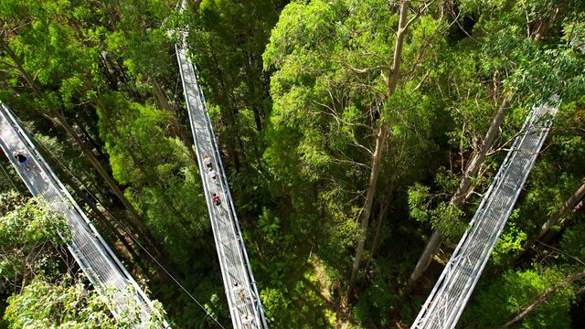Otway Fly Treetop walkways, Australia