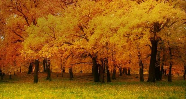 Forest on the Volga River in Volzhsky District, Samara Oblast, Russia