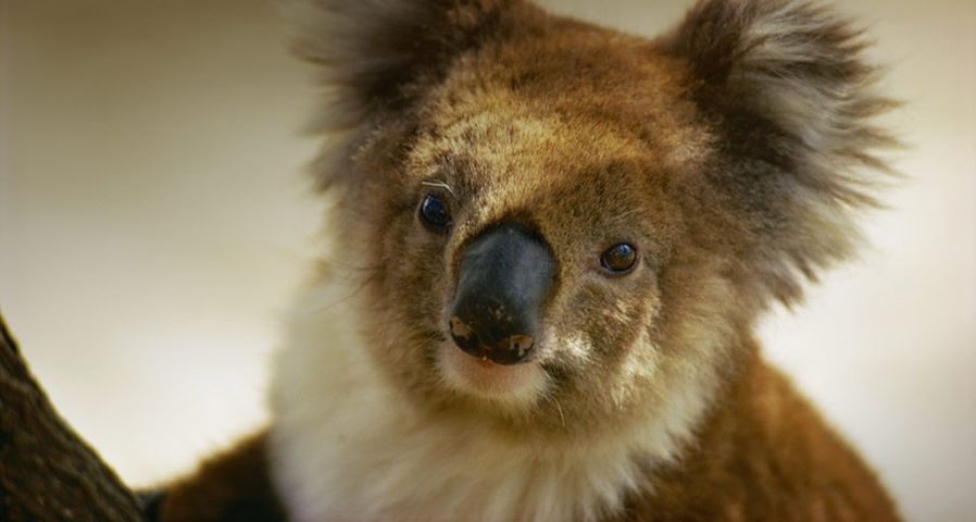 A portrait of a koala