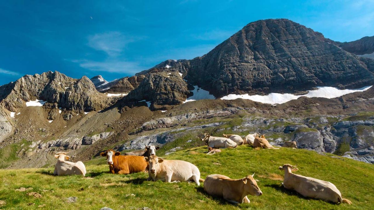 Trouveau de vaches au col des Tentes, Hautes-Pyrénées, Occitanie 