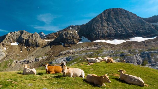 Trouveau de vaches au col des Tentes, Hautes-Pyrénées, Occitanie 