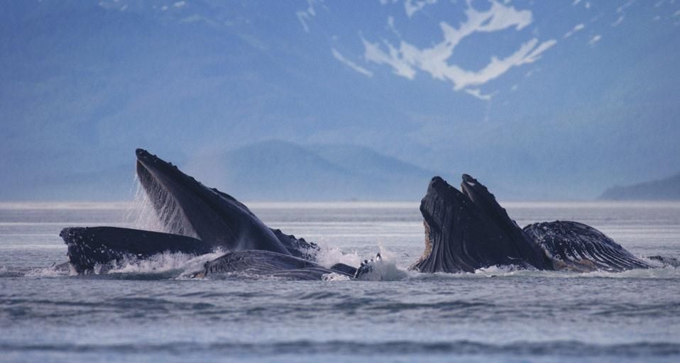 Buckelwale im Lynn Canal, Alaska