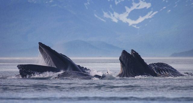 Buckelwale im Lynn Canal, Alaska