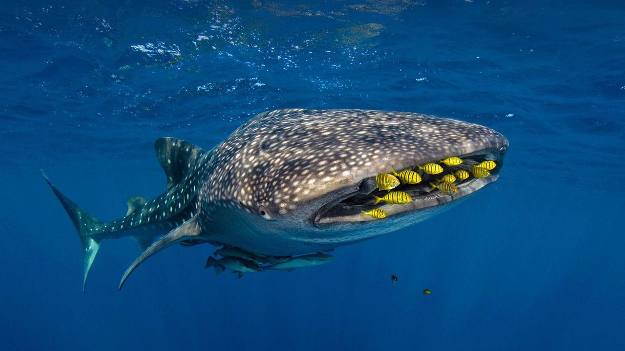 Golden trevally swim with a whale shark in Cenderawasih Bay, Indonesia 