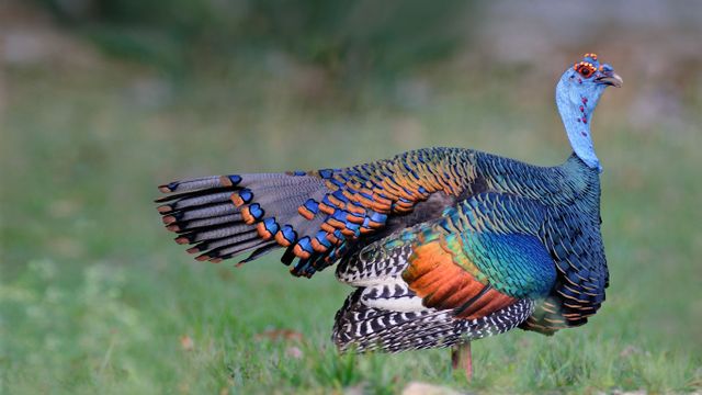 An ocellated turkey in Guatemala
