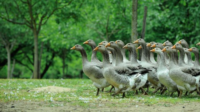 Troupeau d’oies domestiques en Dordogne