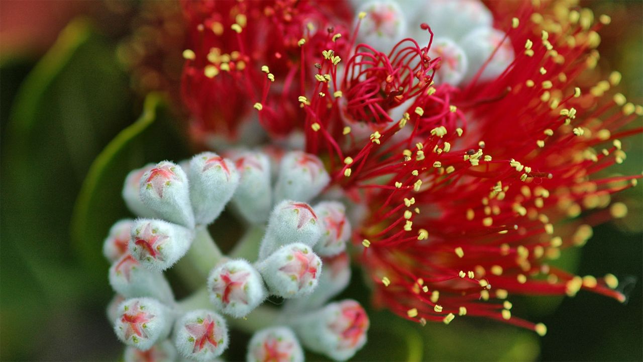Pōhutukawa (Metrosideros excelsa) tree blossoms on the Hauraki Gulf Coast, North Island, New Zealand