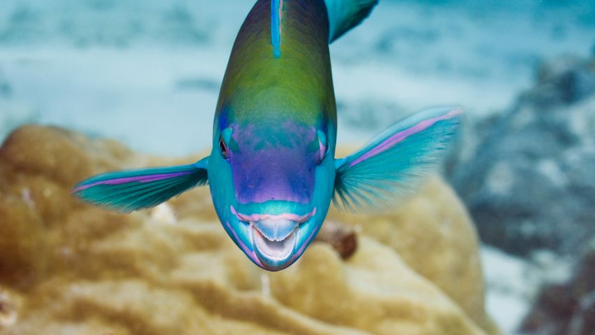 A colorful coral cleaner