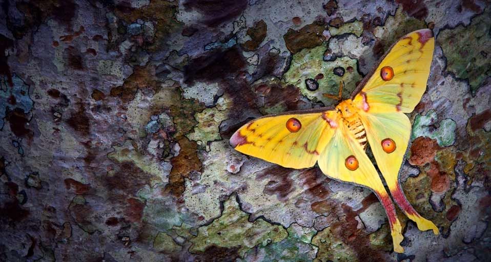 Silk Moth