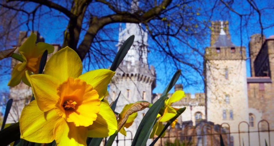 Daffodils in front of Cardiff Castle, Wales