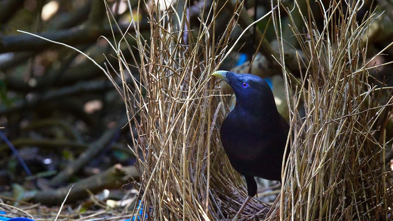 Satin bowerbird in Bunya Mountains National Park, Queensland 