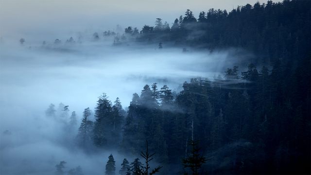 「レッドウッド国立公園の霧」アメリカ, カリフォルニア州