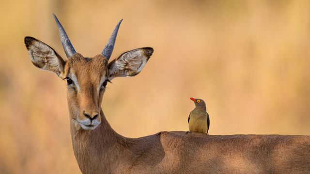 Impala and red-billed oxpecker, South Africa