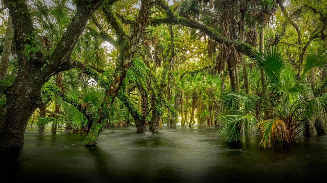 Réserve naturelle Myakka River State Park, Floride, États-Unis. 