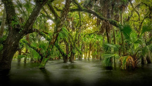 Hydric hammock in Myakka River State Park, Florida