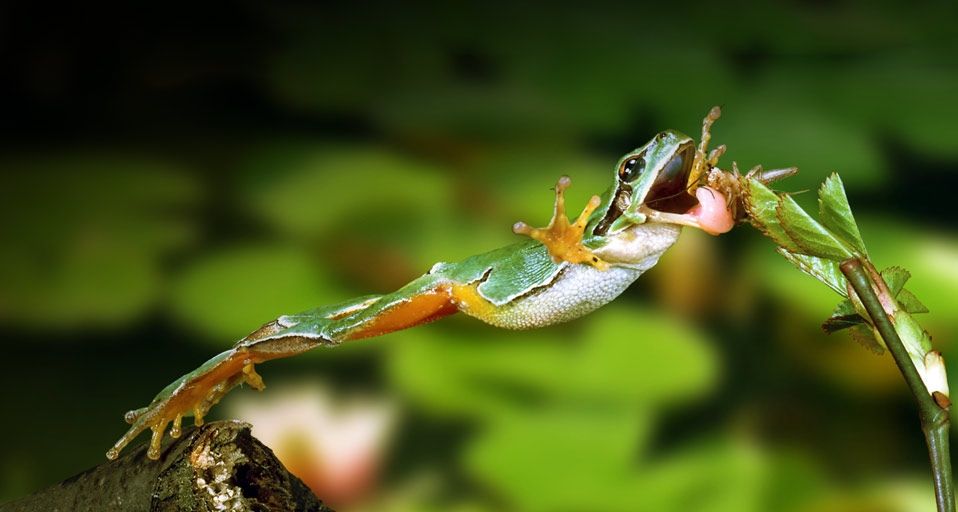Frog