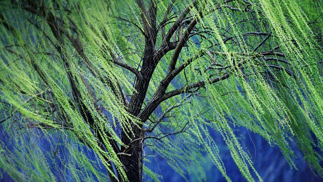 A weeping willow tree