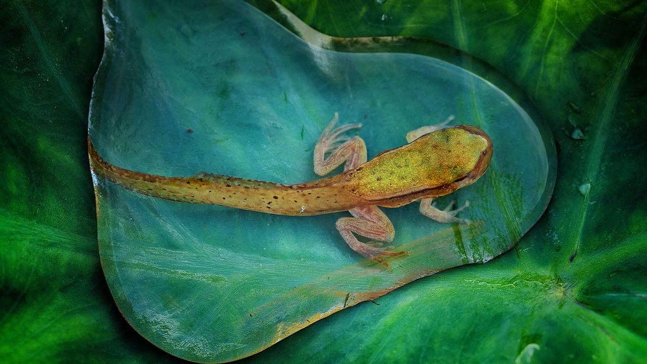 Ein heranwachsender Frosch in einem Wassertropfen 