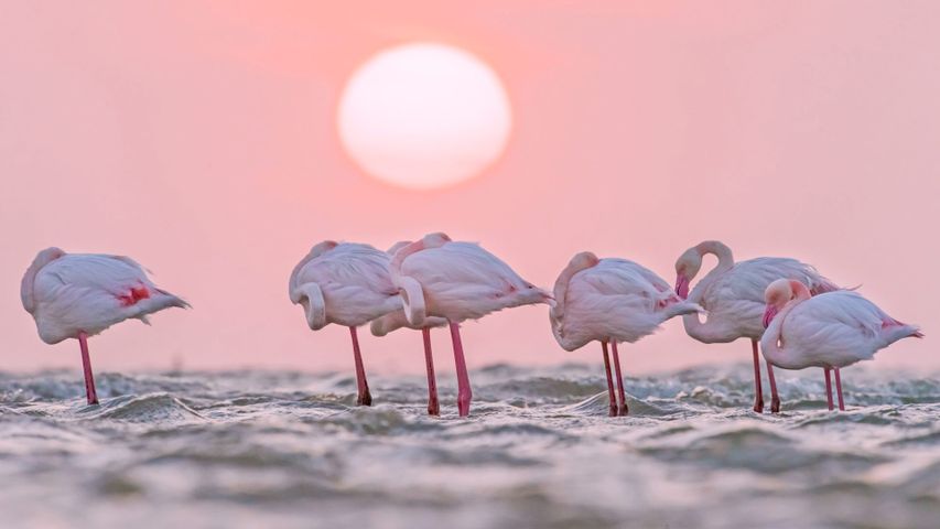 Greater flamingos in Walvis Bay, Namibia 