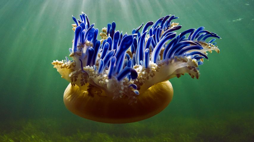 Upside-down jellyfish in Jardines de la Reina National Park, Cuba 