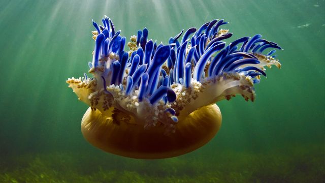 Upside-down jellyfish in Jardines de la Reina National Park, Cuba 