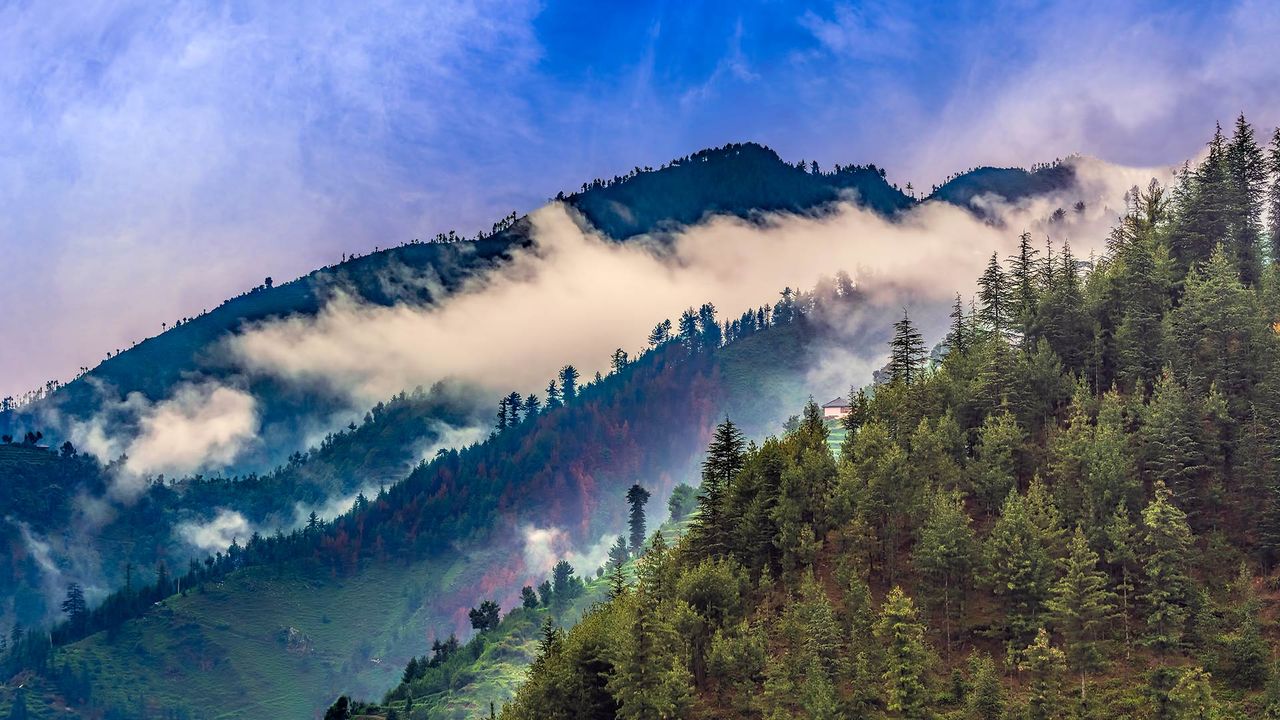 Scenic deep tropical forest of Janjehli, Himalayas
