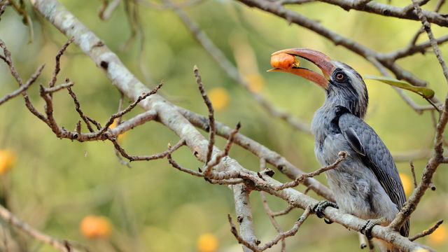 Malabar grey hornbill feeding on a fig tree at Dandeli, Karnataka