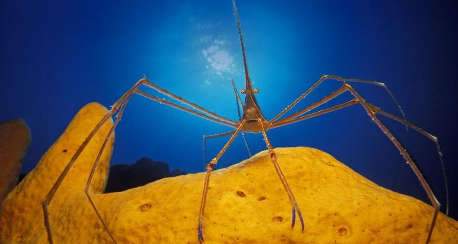 Arrow crab on a sponge in the Caribbean Sea