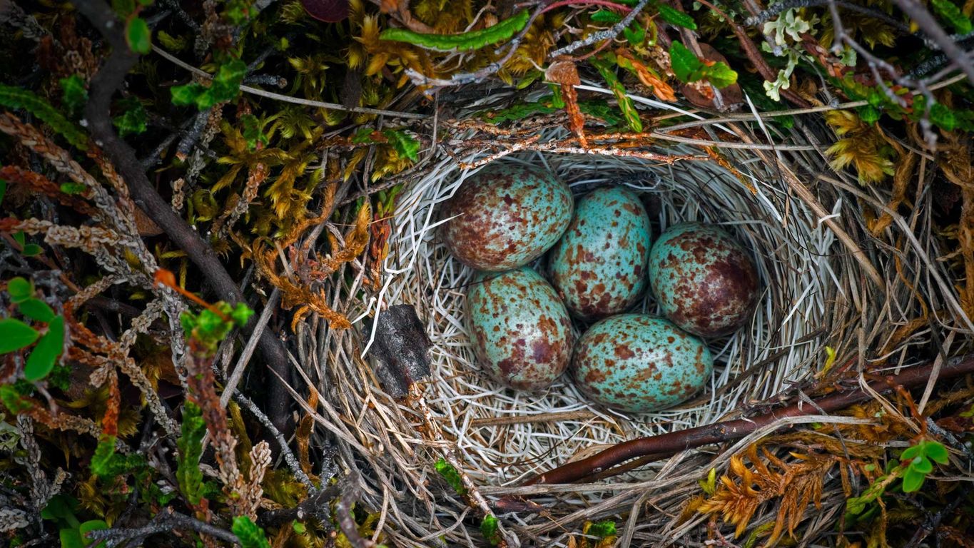 Ground nest in the Arctic National Wildlife Refuge, Alaska Peapix