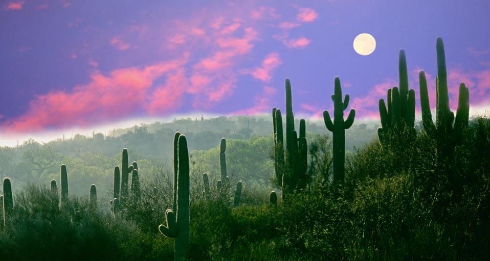 Full moon over the Sonoran Desert in Saguaro National Park, Arizona