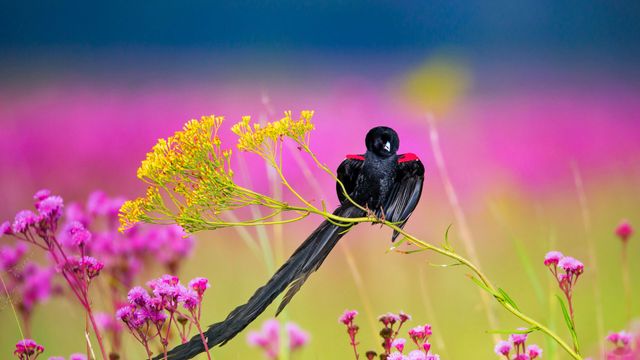 「コクホウジャク」南アフリカ共和国