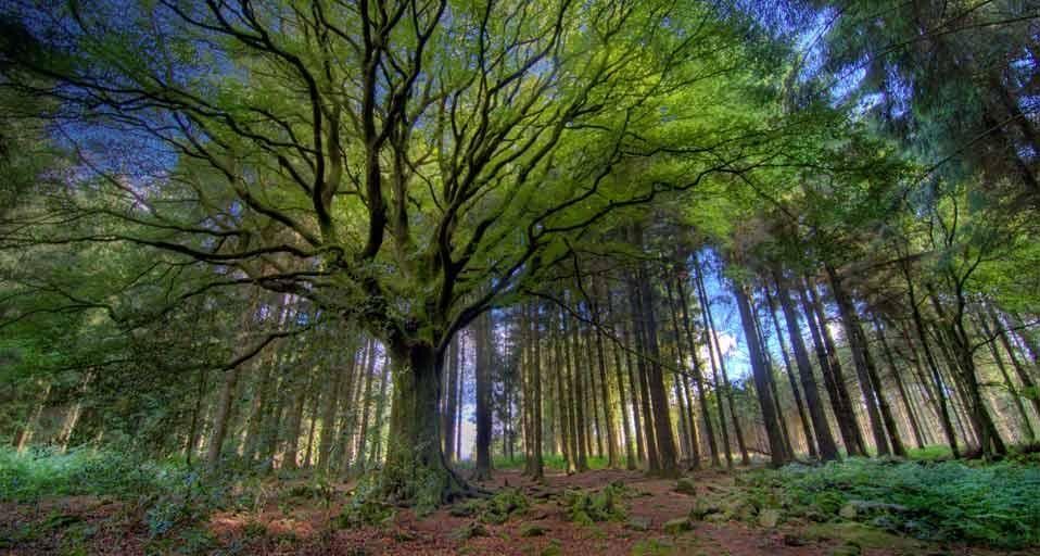 Forêt de Paimpont, Côtes-d’Armor, Bretagne