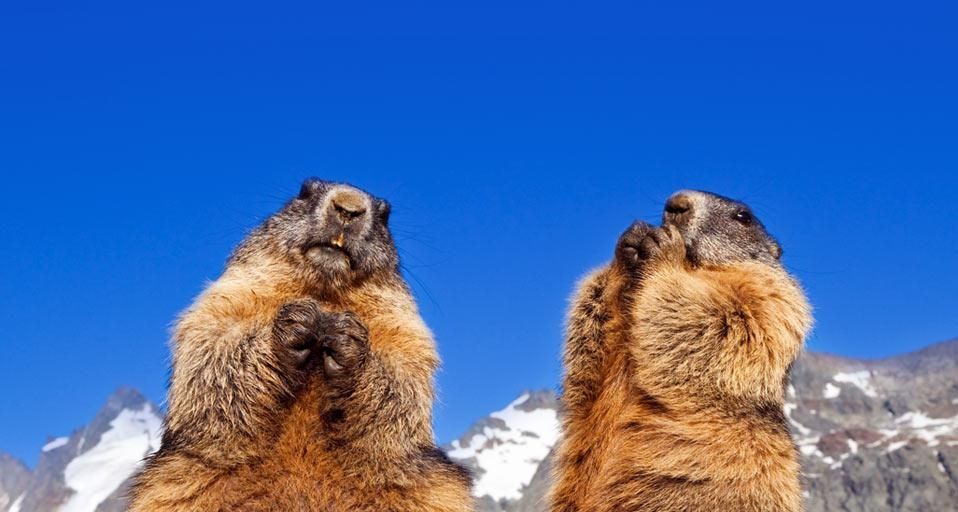 Alpenmurmeltiere am Großglockner, Österreich